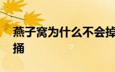 燕子窝为什么不会掉下来 燕子窝为什么不能捅 