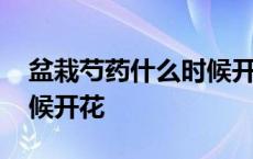 盆栽芍药什么时候开花结果 盆栽芍药什么时候开花 