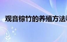 观音棕竹的养殖方法和注意事项 观音棕竹 