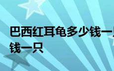 巴西红耳龟多少钱一只3斤的 巴西红耳龟多少钱一只 