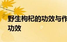 野生枸杞的功效与作用怎么使用 野生枸杞的功效 