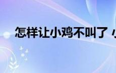 怎样让小鸡不叫了 小鸡怎么弄才不叫了 