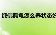 纯佛鳄龟怎么养状态好 纯佛鳄龟苗鉴别图片 