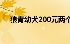 狼青幼犬200元两个月 狼青幼犬200元 