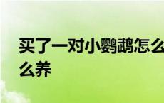 买了一对小鹦鹉怎么养它 买了一对小鹦鹉怎么养 