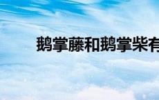 鹅掌藤和鹅掌柴有什么区别 鹅掌藤 