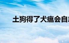 土狗得了犬瘟会自愈吗 犬瘟会自愈吗 