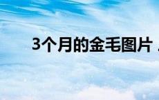 3个月的金毛图片 三个月金毛犬图片 