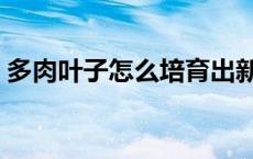 多肉叶子怎么培育出新苗 多肉叶子怎么发芽 