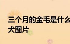 三个月的金毛是什么样子的图片 三个月金毛犬图片 