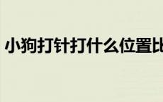 小狗打针打什么位置比较好 狗狗打针多少钱 