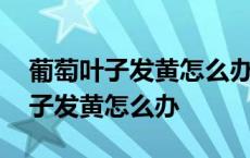 葡萄叶子发黄怎么办?怎么养好葡萄? 葡萄叶子发黄怎么办 