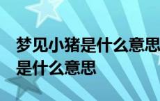 梦见小猪是什么意思 周公解梦女人 梦见小猪是什么意思 