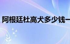 阿根廷杜高犬多少钱一只 杜高犬多少钱一只 