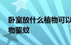 卧室放什么植物可以驱蚊子 卧室里放什么植物驱蚊 