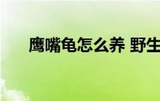 鹰嘴龟怎么养 野生鹰嘴龟多少钱一斤 