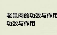 老鼠肉的功效与作用为什么猫爱吃 老鼠肉的功效与作用 