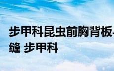 步甲科昆虫前胸背板与侧板之间有明显的背侧缝 步甲科 