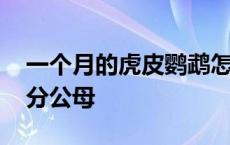 一个月的虎皮鹦鹉怎么分公母 虎皮鹦鹉怎么分公母 