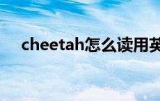 cheetah怎么读用英语 cheetah怎么读 