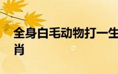 全身白毛动物打一生肖 全身白毛的动物打一肖 