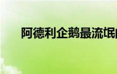 阿德利企鹅最流氓的行为 阿德利企鹅 