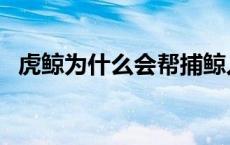 虎鲸为什么会帮捕鲸人 虎鲸为什么会救人 