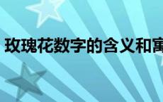 玫瑰花数字的含义和寓意 玫瑰花数字的含义 