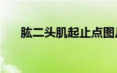 肱二头肌起止点图片 肱二头肌起止点 