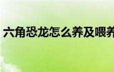 六角恐龙怎么养及喂养技巧 六角恐龙怎么养 