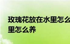 玫瑰花放在水里怎么养才能活 玫瑰花放在水里怎么养 