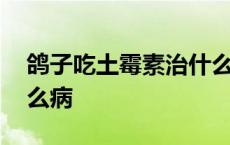 鸽子吃土霉素治什么病啊 鸽子吃土霉素治什么病 