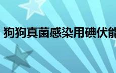 狗狗真菌感染用碘伏能治好吗 狗狗真菌感染 