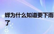 蝉为什么知道要下雨了? 蝉为什么知道要下雨了 