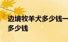 边境牧羊犬多少钱一只小崽 边境牧羊犬幼崽多少钱 