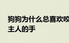 狗狗为什么总喜欢咬主人的手 狗狗为啥爱咬主人的手 