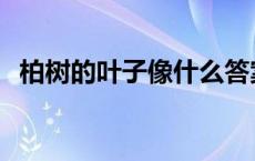 柏树的叶子像什么答案 柏树的叶子像什么 