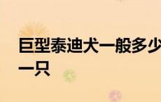 巨型泰迪犬一般多少钱一只 巨型泰迪多少钱一只 