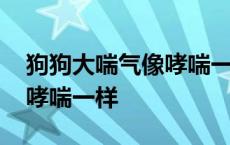 狗狗大喘气像哮喘一样肚子大 狗狗大喘气像哮喘一样 