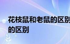 花枝鼠和老鼠的区别图片对比 花枝鼠和老鼠的区别 