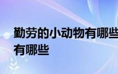 勤劳的小动物有哪些想法作文 勤劳的小动物有哪些 