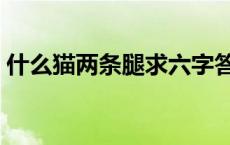 什么猫两条腿求六字答案谜语 什么猫两条腿 