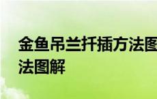 金鱼吊兰扦插方法图解视频 金鱼吊兰扦插方法图解 