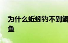 为什么蚯蚓钓不到鲫鱼 为什么蚯蚓钓不到大鱼 