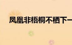 凤凰非梧桐不栖下一句 凤凰非梧桐不栖 