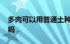 多肉可以用普通土种植吗 多肉用普通土可以吗 