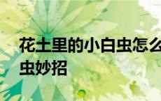 花土里的小白虫怎么彻底清除 花土里有小白虫妙招 