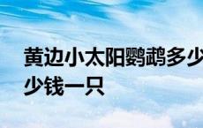 黄边小太阳鹦鹉多少块钱一只 小太阳鹦鹉多少钱一只 