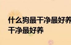 什么狗最干净最好养最听话不掉毛 什么狗最干净最好养 