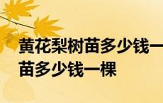 黄花梨树苗多少钱一棵哪里有得买 黄花梨树苗多少钱一棵 